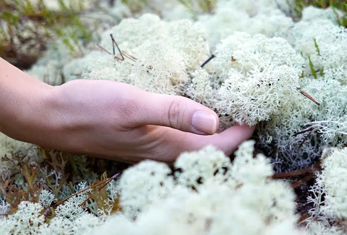 Greenmood_lichen-wand-01