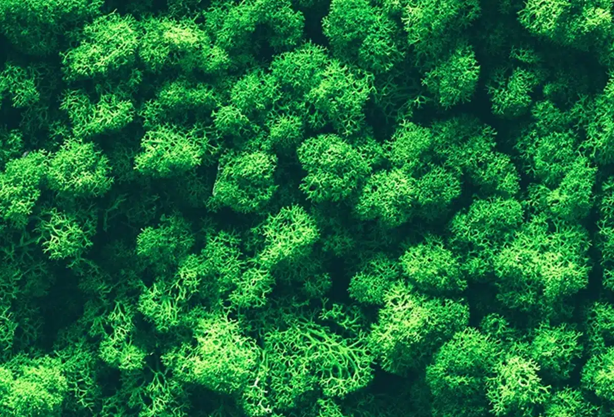 Greenmood_lichen-wand-05