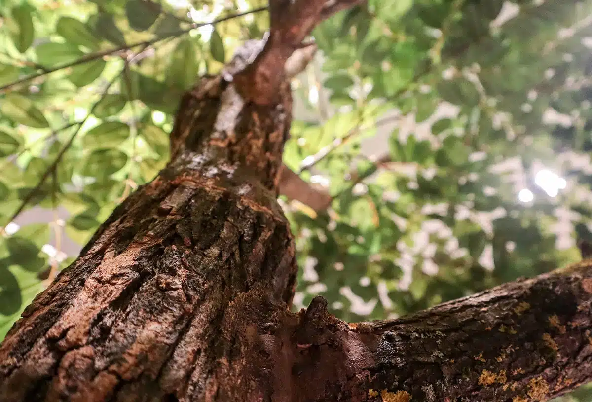 Greenmood_product_bomen-01