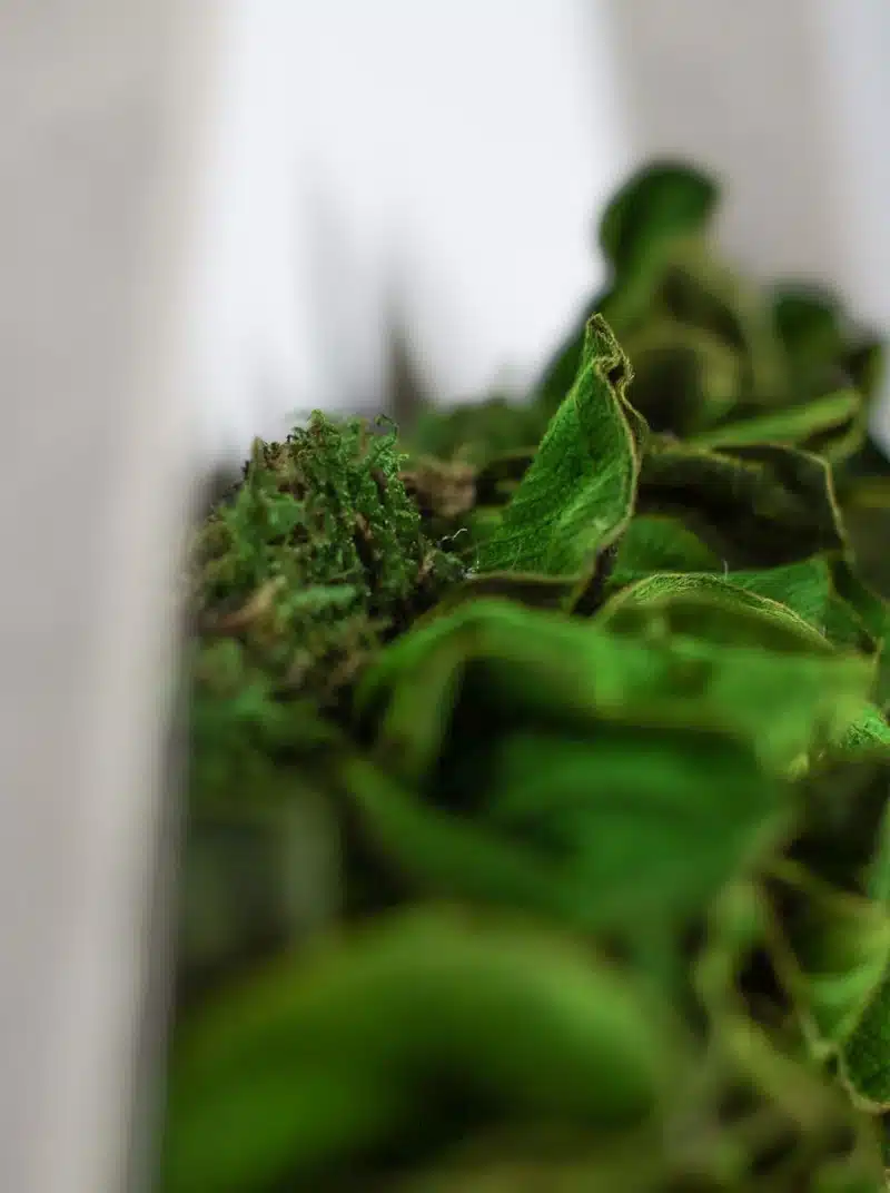 Close-up of green parsley leaves on table.