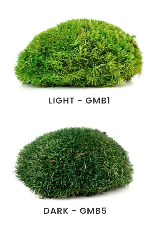 Light vs. dark green moss varieties comparison.