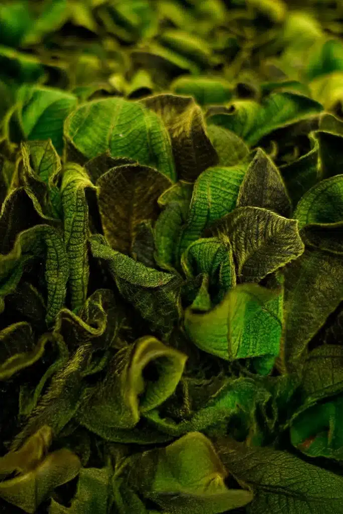 green wall, accoustic wall