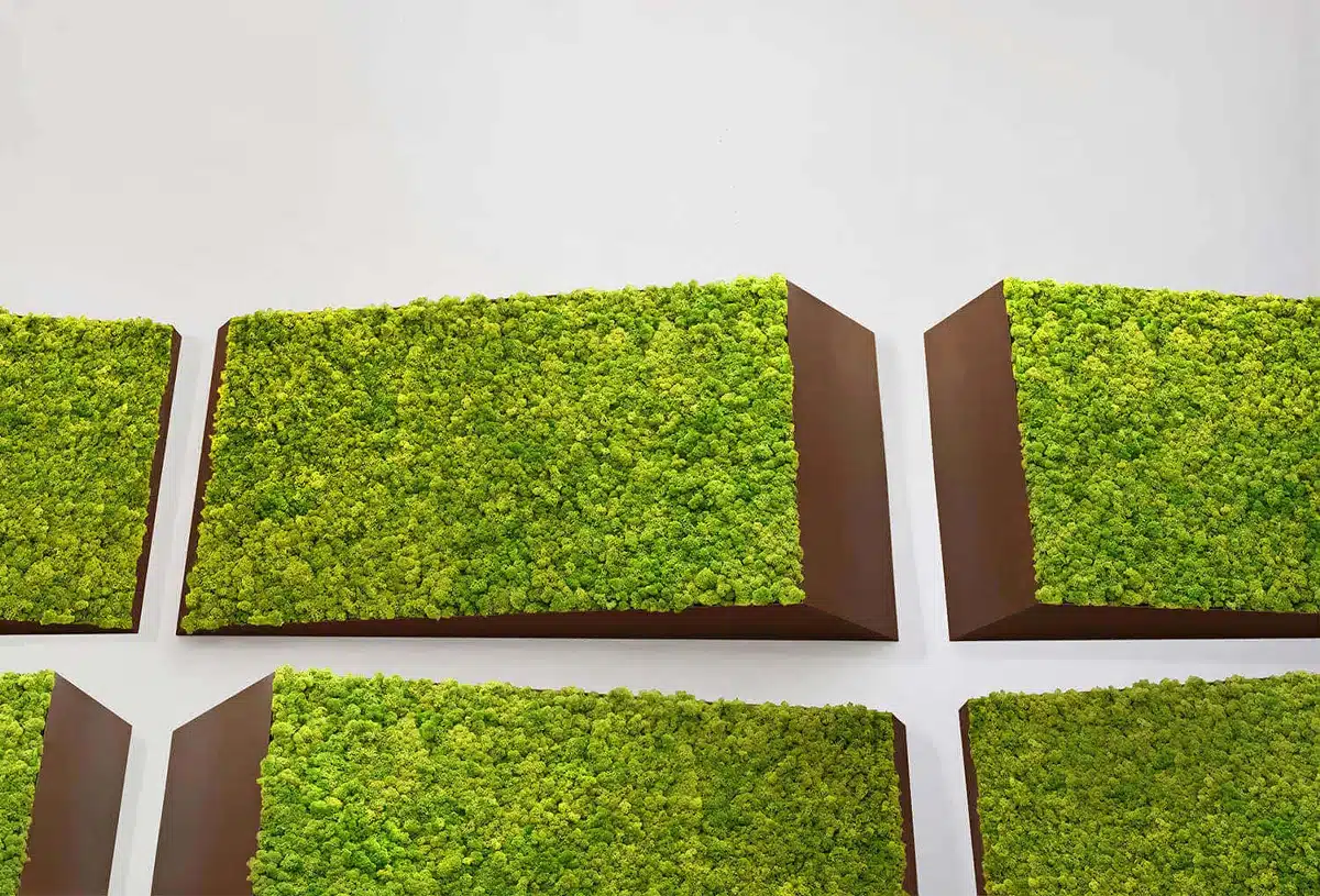 Rectangular moss panels on white wall
