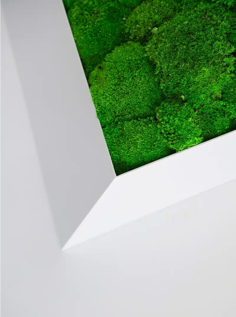 Close-up of framed green moss art on wall.