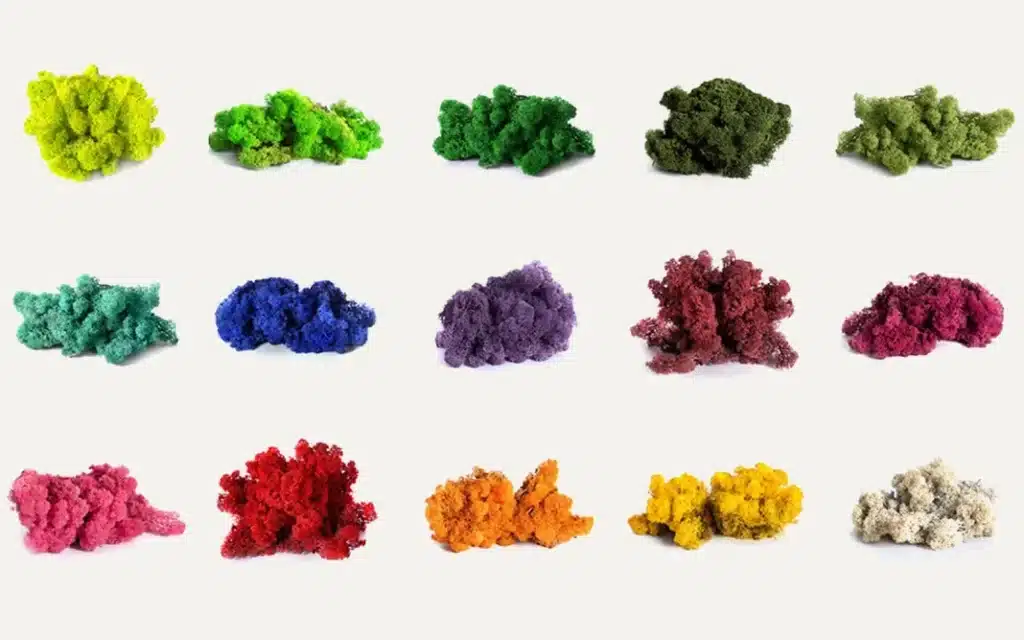 Colorful clumps of moss displayed in rows