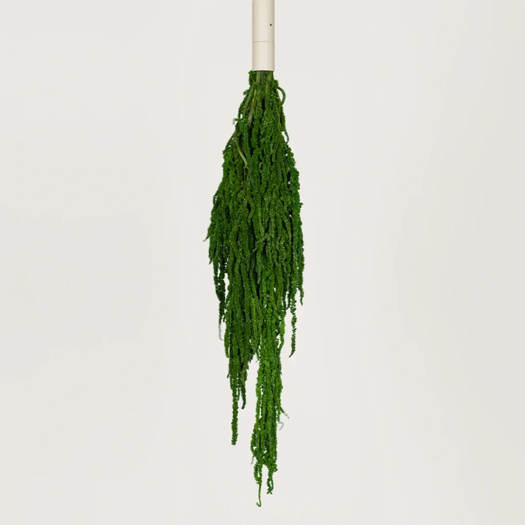 amaranthus green