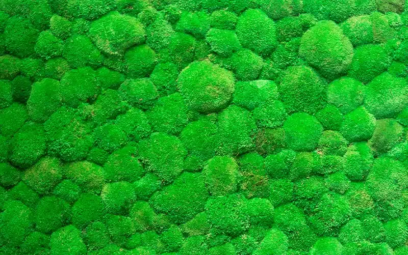 ball moss 1.webp