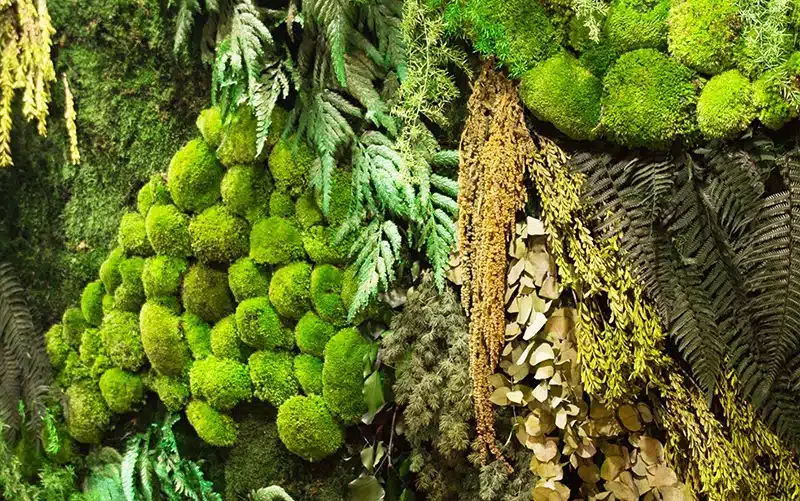 forest 01.webp