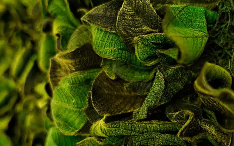 velvet leaf.webp