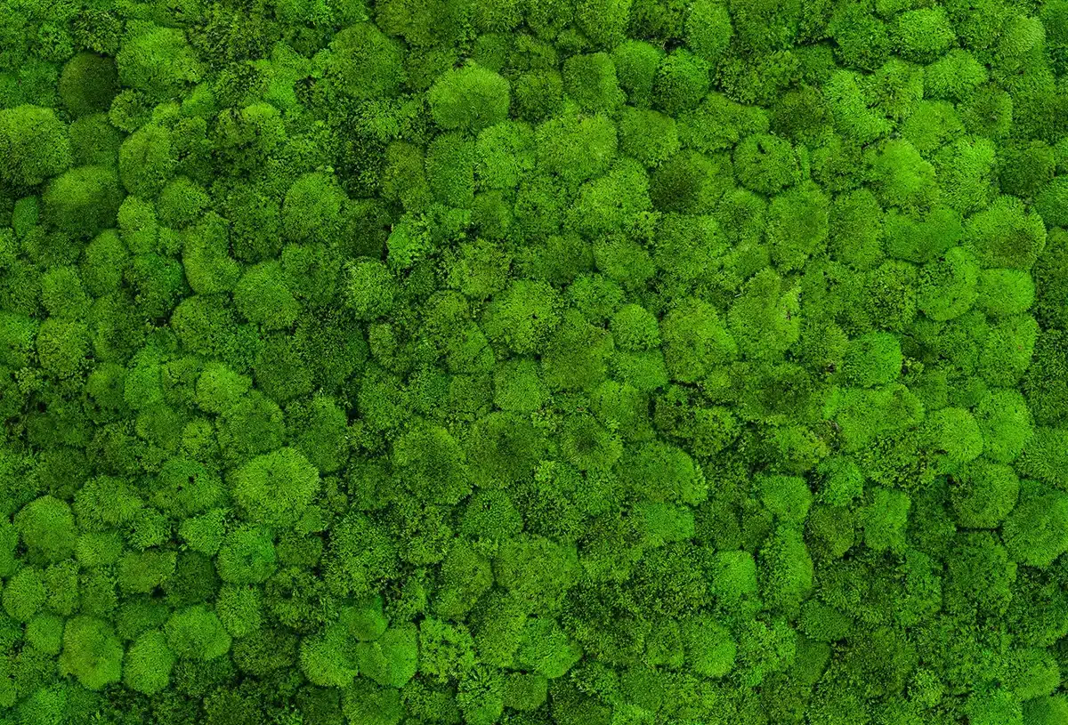 Greenmood_boll-mossa-galleri_01
