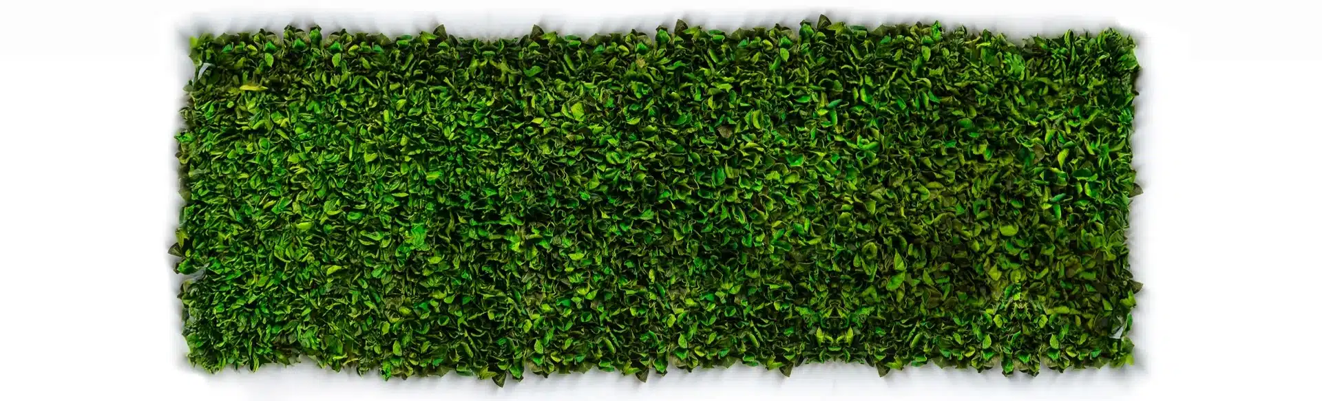 greenmood velvet leaf large 02