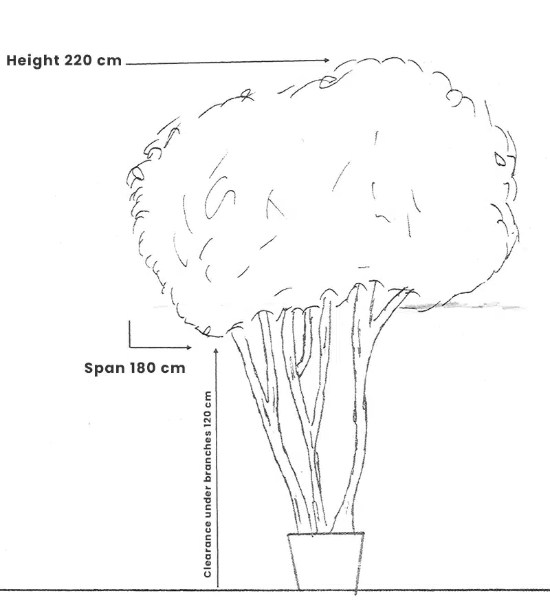 tree 003