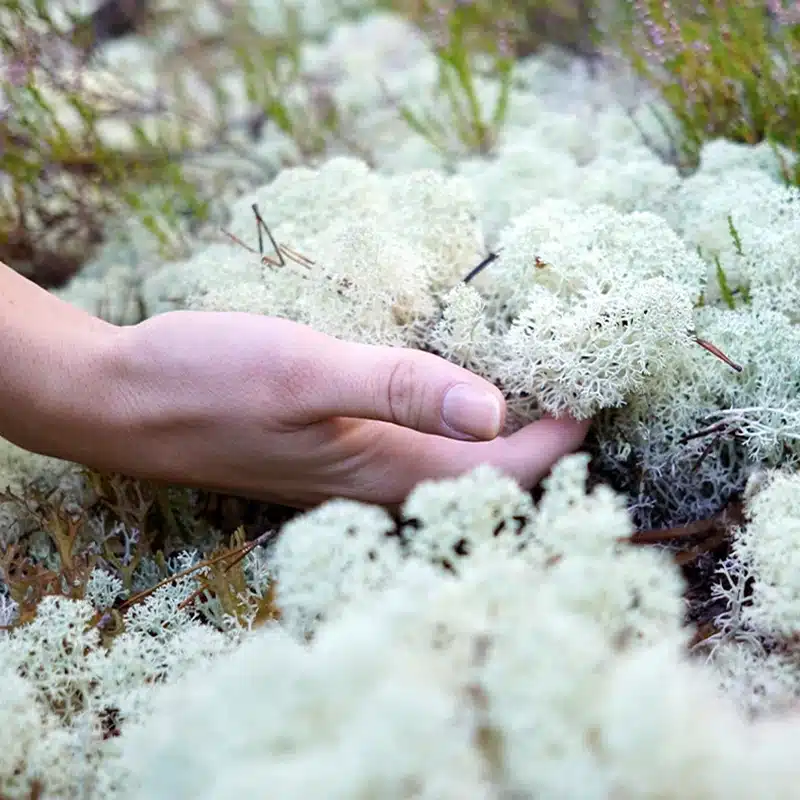 Biophilic material palette: preserved greenery and natural textures