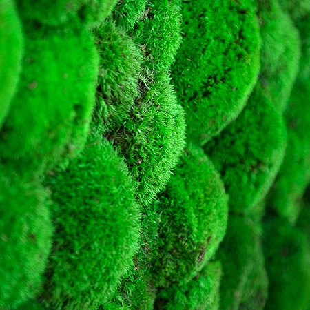 Ball moss texture