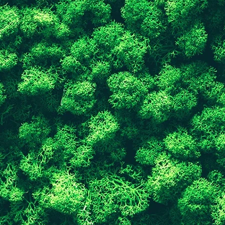 Reindeer moss texture